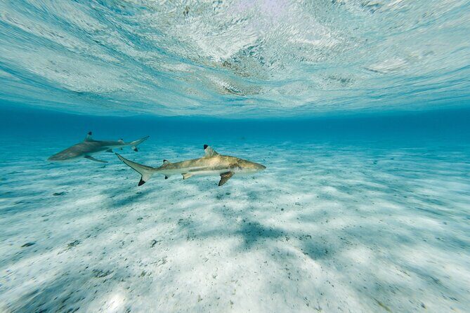 Half-Day Private Luxury Tour from Bora Bora - Who Will Love This Tour?