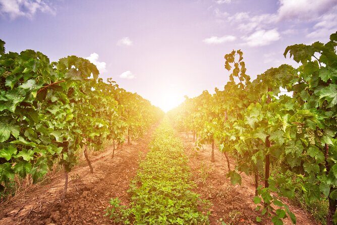 Half-Day Private Niagara County Wine Tour Experience - The Itinerary: What to Expect from Start to Finish
