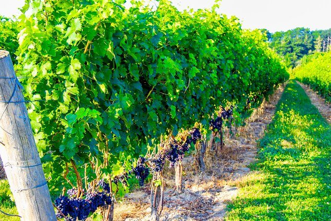 Half-Day Private Niagara-On-The-Lake Wine Tour from St.Catharines - What’s Included and What’s Not