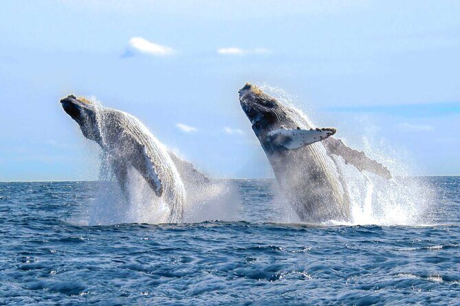 Half Day Private Sailing Cruise Puerto Vallarta with Snorkeling - Final Thoughts: Why This Tour Stands Out