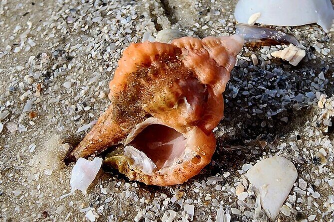 Half Day Private Shelling Dolphin EcoTour in 10 000 Island Marco - Final Thoughts: Who Will Love This Tour?
