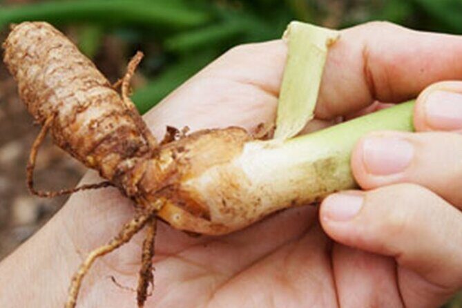 Half-day Private Spice Farm In Zanzibar With City Tour - Who Is This Tour Best For?