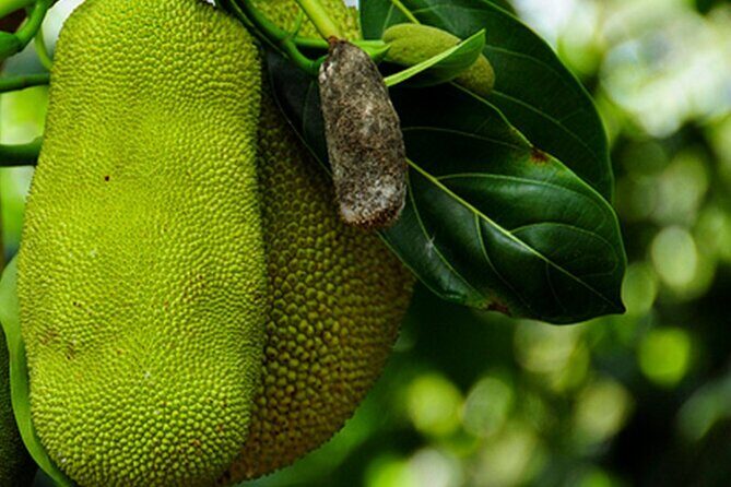 Half-day Private Spice Farm In Zanzibar With City Tour - Frequently Asked Questions