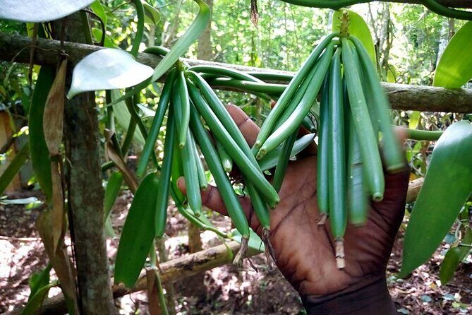 Half-Day Private Spice Tour in Kizimbani Farms, Zanzibar - Who Will Love This Tour?