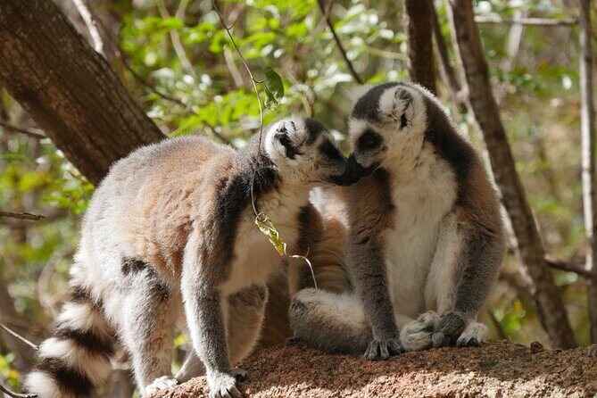 Half-Day Private Tour in Lemur's Park - Starting Point: Comfort and Convenience