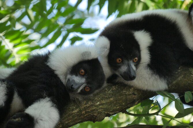 Half-Day Private Tour in Lemur's Park - What Makes Lemur’s Park Special?