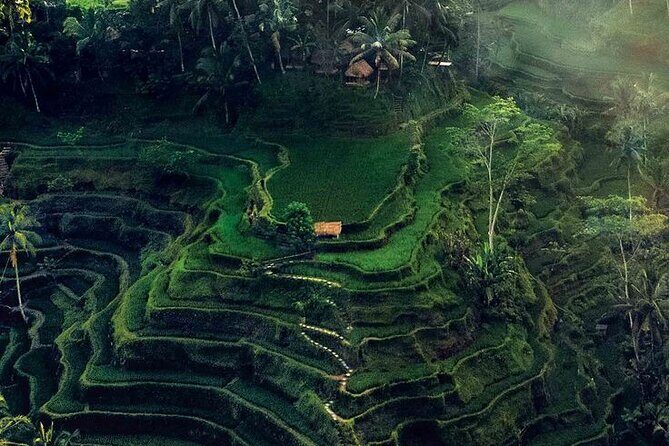 Half Day Private Tour in Ubud - Value and Practical Considerations