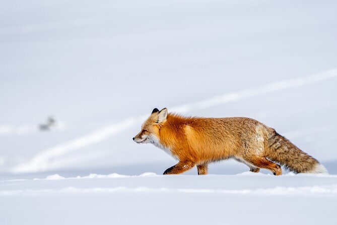 Half Day Private Wildlife Photography Tour in Yellowstone - Detailed Experience Breakdown