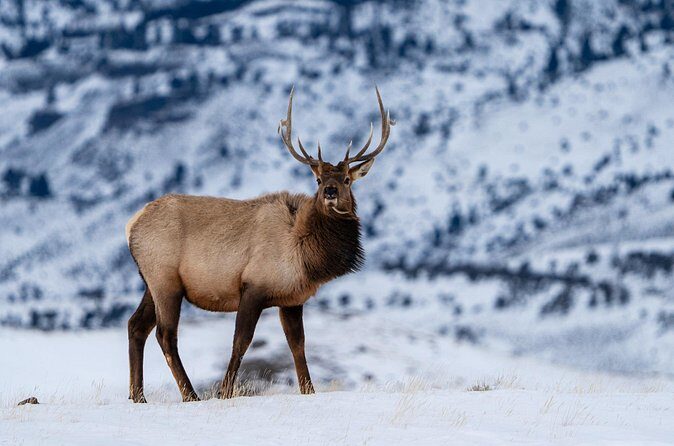 Half Day Private Wildlife Photography Tour in Yellowstone - Practical Details That Matter