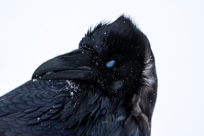 Half Day Private Wildlife Photography Tour in Yellowstone - The Sum Up: Is This Tour Worth It?