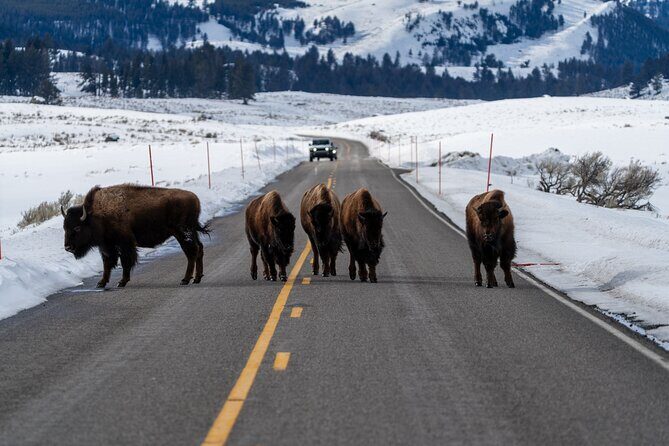 Half Day Private Wildlife Photography Tour in Yellowstone - FAQ