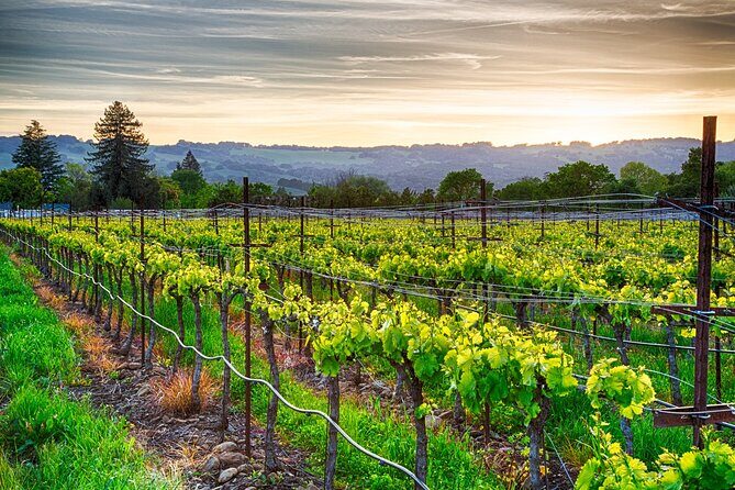 Half Day Private Woodinville Wine Tour from Seattle - Key Points