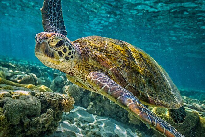Half-Day Puerto Morelos Snorkeling Experience with Lunch - The Bottom Line