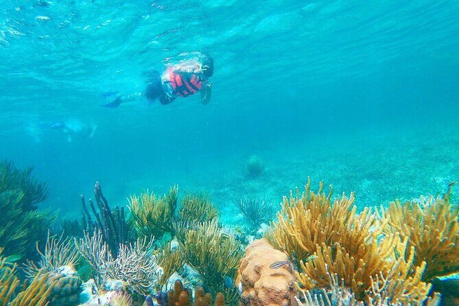 Half-Day Puerto Morelos Snorkeling Experience with Lunch - Frequently Asked Questions