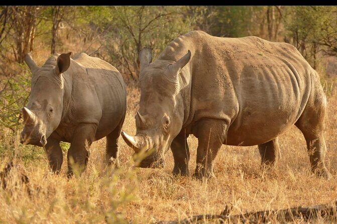 Half Day Rhino and Lion Park Closed Vehicle Game Drive - Key Points