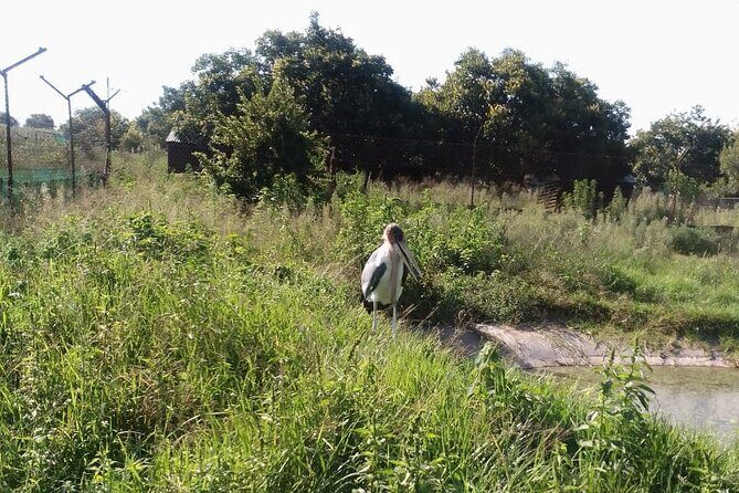 Half Day Rhino and Lion Park Closed Vehicle Game Drive - Who Will Love This Tour?