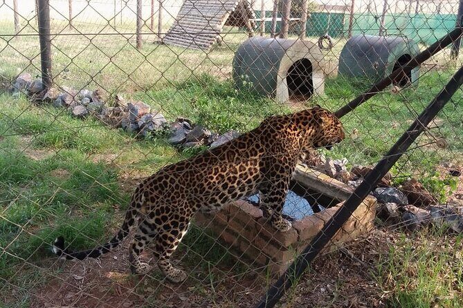 Half Day Rhino and Lion Park Closed Vehicle Game Drive - Final Word