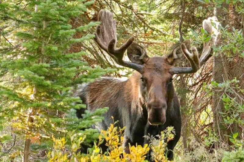 Half-Day RMNP Lakes and Meadows Tour-RMNPhotographer - What is the Half-Day RMNP Lakes and Meadows Tour?