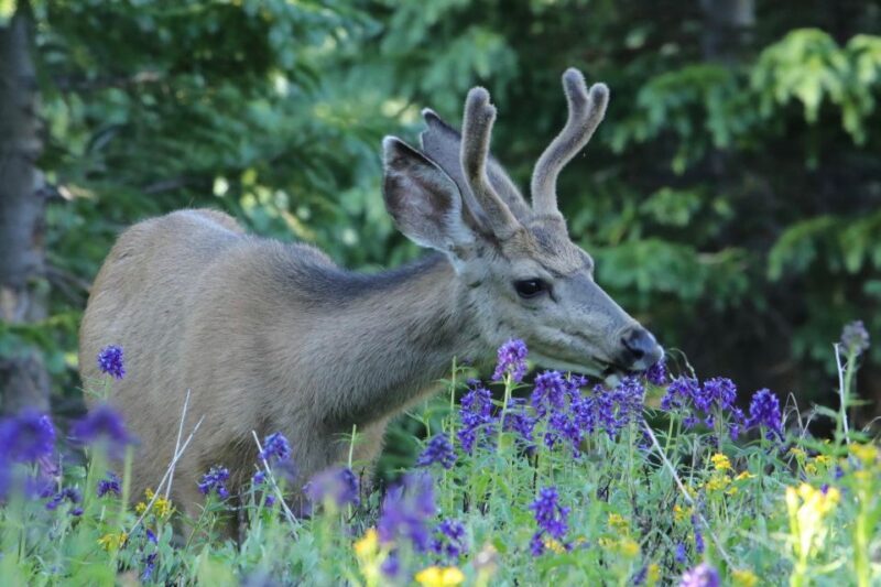 Half-Day RMNP Lakes and Meadows Tour-RMNPhotographer - Whats the Value? Is It Worth It?