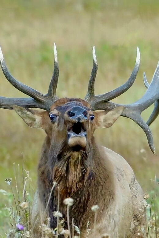 Half-Day RMNP Lakes and Meadows Tour-RMNPhotographer - Who Should Consider This Tour?