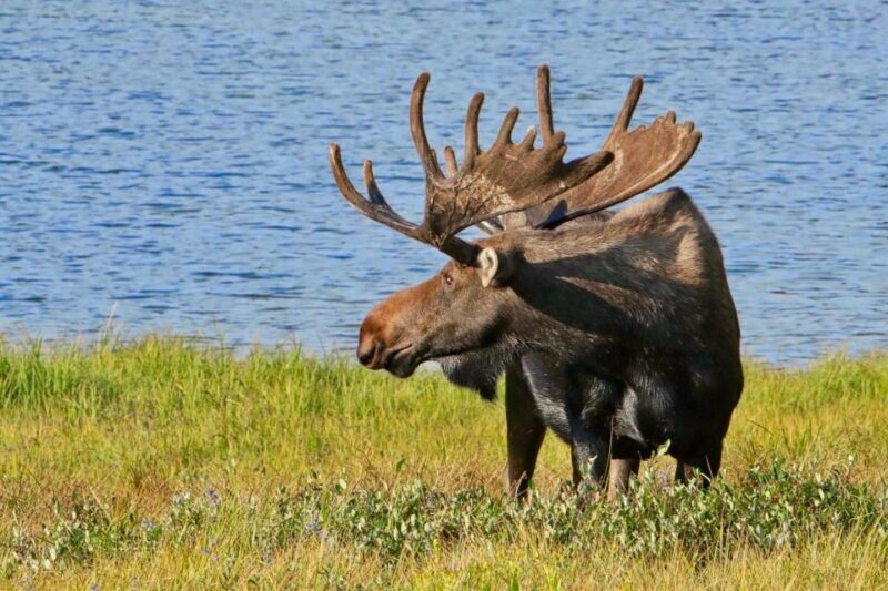Half-Day RMNP Lakes and Meadows Tour-RMNPhotographer - Final Words: Is This Tour for You?