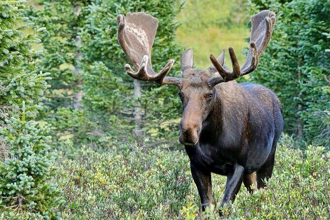 Half-Day Rocky Mountain National Park "Mountains to Sky Tour" - RMNPhotographer - The Sum Up: Who Will Love This Tour?