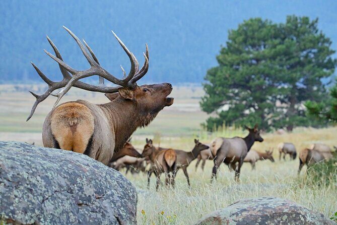 Half-Day Rocky Mountain National Park "Mountains to Sky Tour" - RMNPhotographer - FAQs
