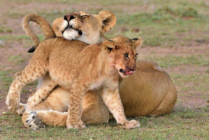 Half Day Safari at Nairobi National Park - Key Points