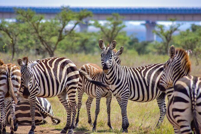 Half Day Safari at Nairobi National Park - What Travelers Are Saying: Real Experiences
