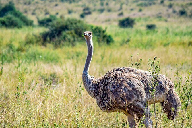 Half Day Safari at Nairobi National Park - Final Thoughts