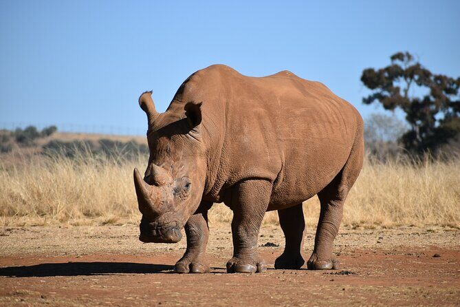 Half Day Safari at Nairobi National Park - FAQ