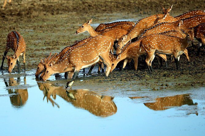 Half Day Safari at Yala National Park From Yala / Tissamaharama - Key Points