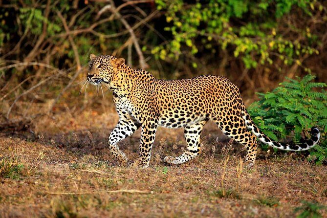 Half Day Safari at Yala National Park with Lunch - Key Points