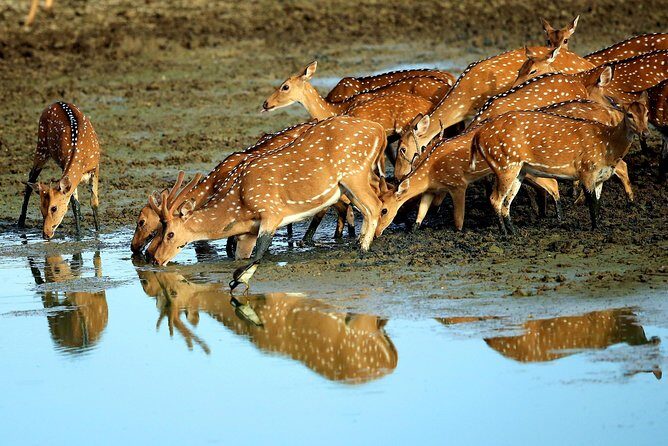 Half Day Safari at Yala National Park with Lunch - Who Is This Tour Best For?