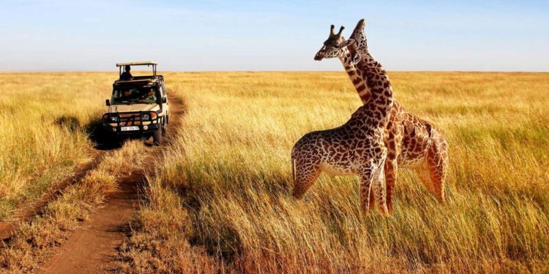Half Day Safari from Durban - Introduction: A Compact Adventure with Big Rewards