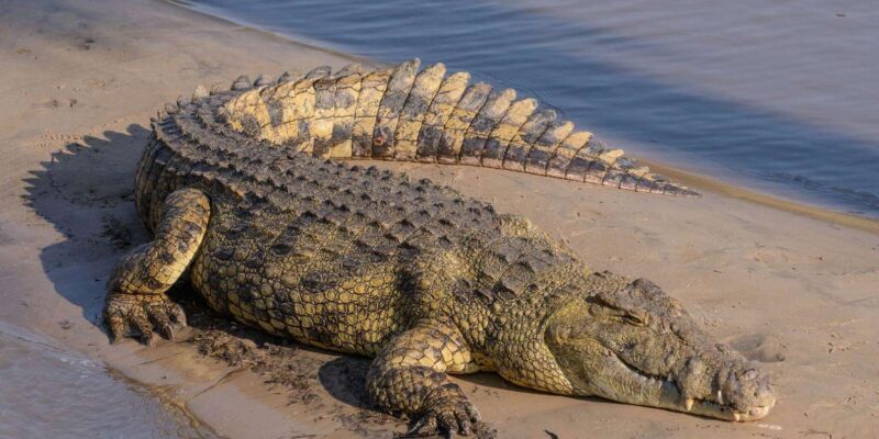 Half Day Safari from Durban - A Closer Look at the Experience