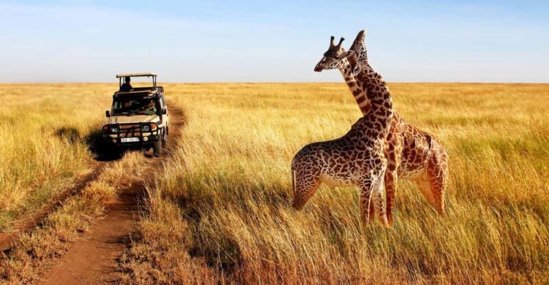 Half Day Safari from Durban - Who Will Appreciate This Tour?