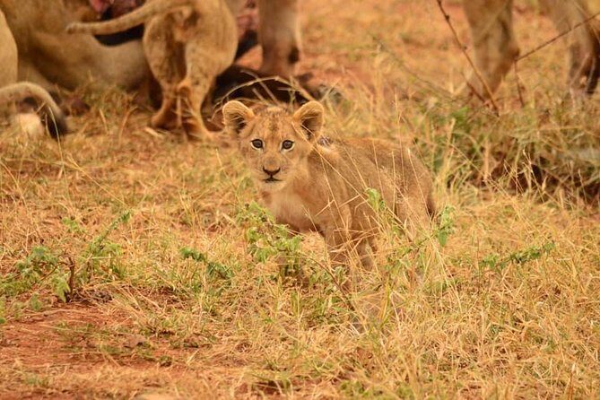 Half day safari from johannesburg - An Overview of the Safari Experience