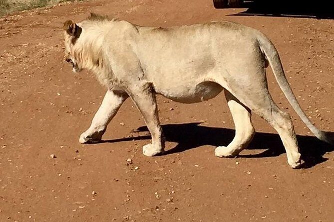 Half day safari from johannesburg - Deep Dive into the Day-to-Day