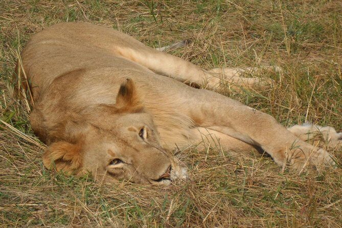 Half Day :safari Game Drive At Nairobi Park/elephant Sanctuary/giraffe Centre - The Safari Begins in Nairobi National Park