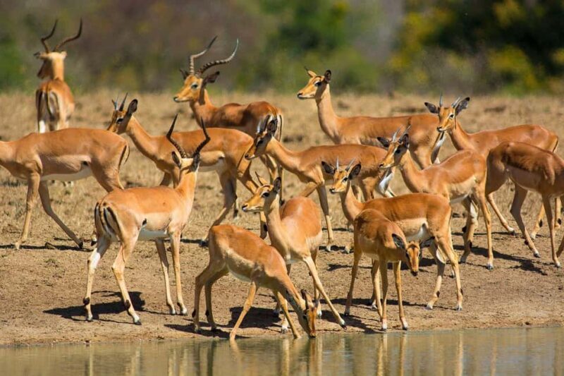 Half Day Safari Tala Game Reserve & Lion Park from Durban - An In-Depth Look at the Tour Experience