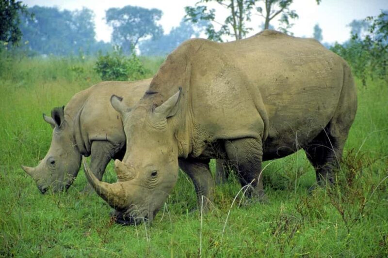 Half Day Safari Tala Game Reserve & Phezulu - Key Points