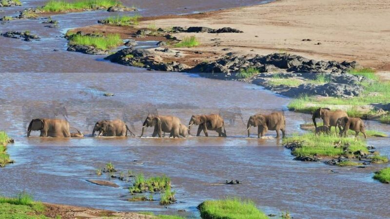 Half Day Safari Tala Game Reserve & Phezulu - Exploring the Itinerary in Detail