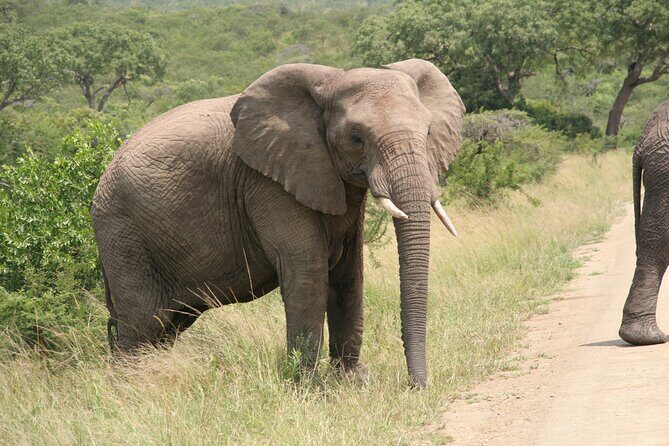 Half Day Safari Tour from Durban - How This Tour Offers Value