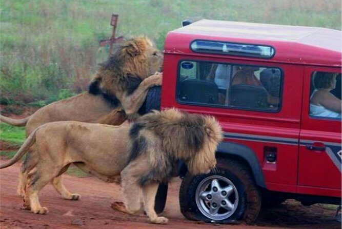Half Day Safari Tour from Durban - In The Sum Up