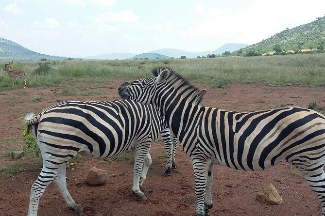 Half Day Safari Tour from Johannesburg - The Experience in Detail