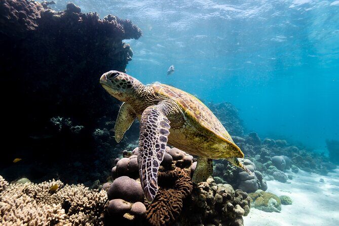 Half Day Sailing and Snorkeling Tour from Coral Bay - A Closer Look at the Experience