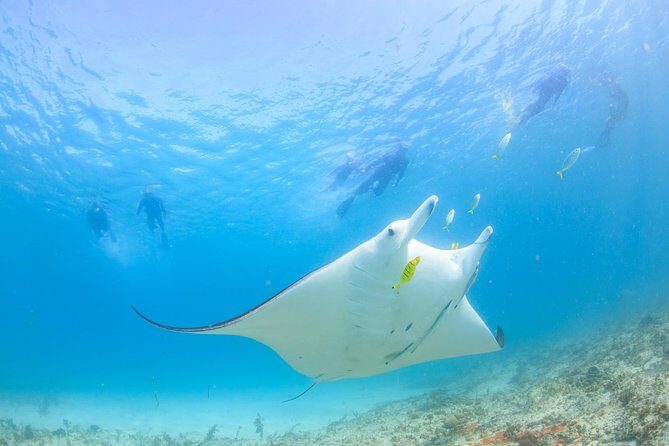 Half Day Sailing and Snorkeling Tour from Coral Bay - Frequently Asked Questions