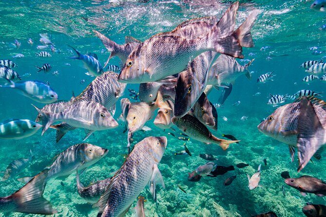 Half Day Sailing and Snorkeling Tour from Coral Bay - Final Thoughts