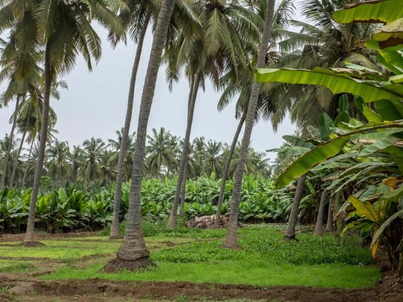 Half-Day Salalah City Tour - Key Points